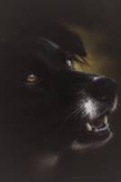 Sébastien MAUPAS - SEBASTIEN MAUPAS PHOTOGRAPHY